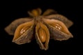 Anise seeds Royalty Free Stock Photo