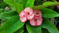 Anise Sian flower white and pink. Thorny stems with green leaves