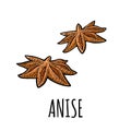 Anise spice fruit with seed. Vector vintage engraved