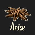 Anise spice fruit with seed. Vector black vintage engraved