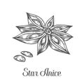 Anise star flower seed plant . Hand drawn sketch vector illustration on white. Spicy herbs. Star anise Doodle design cook