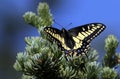 Anise Swallowtail Butterfly Resting