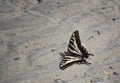 Anise Swallowtail butterfly Royalty Free Stock Photo