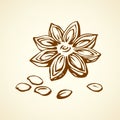 Anise. Vector drawing