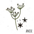 Anise. Vector illustration with a plant. Hand drawn style