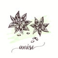 Anise Vector illustration for tags, cards, packaging, promo for restaurant, menu, cuisine spice sketch Winter spices