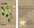 Anise Vintage Seed Packet