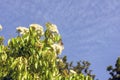 Aniseed Myrtle, Syzygium anisatum, ringwood and aniseed tree, with an aromatic leaf Royalty Free Stock Photo