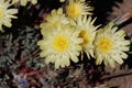 Anisocoma Acaulis Bloom - West Mojave Desert - 052022