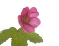 Anisodontea El Rayo in studio Royalty Free Stock Photo