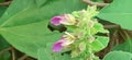 Anisomeles Indica Flower on Green Leaves Background