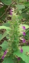 Anisomeles Indica Flowers on Green Leaves Background