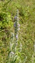 Anisomeles malabarica commonly known as Malabar catmint belonging to Lamiaceae family native to tropical and subtropical regions