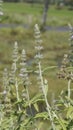 Anisomeles malabarica commonly known as Malabar catmint belonging to Lamiaceae family native to tropical and subtropical regions