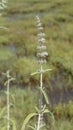 Anisomeles malabarica commonly known as Malabar catmint belonging to Lamiaceae family native to tropical and subtropical regions