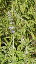 Anisomeles malabarica commonly known as Malabar catmint belonging to Lamiaceae family native to tropical and subtropical regions
