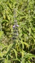 Anisomeles malabarica commonly known as Malabar catmint belonging to Lamiaceae family native to tropical and subtropical regions