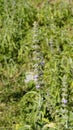 Anisomeles malabarica commonly known as Malabar catmint belonging to Lamiaceae family native to tropical and subtropical regions