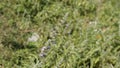 Anisomeles malabarica commonly known as Malabar catmint belonging to Lamiaceae family native to tropical and subtropical regions