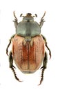 Anisoplia lata Royalty Free Stock Photo