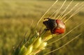 Anisoplia on wheat ear