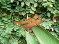 Anisoptera or commonly called dragonflies perched on the tops of the leaves