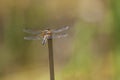 Anisoptera - dragonfly