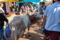 ANJUNA, GOA, INDIA JANUARY 2, 2019: Typical indian holy cow walks on local flea market - tries to beg tourist for some food, very Royalty Free Stock Photo
