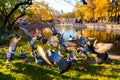 Ankara/Turkey-November 24 2018: Pigeons in Kurtulus Parki and pond and autumn trees in background