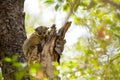 Ankaran Sportive Lemur, Lepilemur ankaranensis, a rare endemic lemur is nocturnal, , in the reserve Tsingy Ankarana, Madagascar Royalty Free Stock Photo