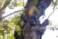 Ankaran Sportive Lemur, Lepilemur ankaranensis, a rare endemic lemur is nocturnal, , in the reserve Tsingy Ankarana, Madagascar Royalty Free Stock Photo