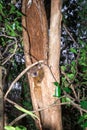 Ankarana Sportive lemur Lepilemur ankaranensis sitting in a tree, Ankarana Special Reserve, Madagascar Royalty Free Stock Photo