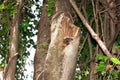 Ankarana Sportive lemur Lepilemur ankaranensis sitting in a tree, Ankarana Special Reserve, Madagascar Royalty Free Stock Photo