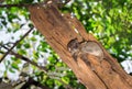 Ankarana Sportive lemur Lepilemur ankaranensis sitting in a tree, Ankarana Special Reserve, Madagascar Royalty Free Stock Photo