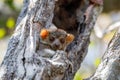 Ankarana sportive lemur, Madagascar Royalty Free Stock Photo