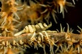 anker whip coral shrimp Royalty Free Stock Photo