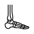 ankle bone line icon vector illustration