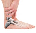 Ankle Bones - Anatomy Male on white Royalty Free Stock Photo