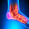 Ankle Bones Anatomy - Pain concept Royalty Free Stock Photo