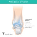 Ankle Bones of Human, Correct position ankle bones of human. Royalty Free Stock Photo