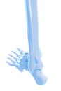 The ankle bones