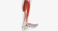 The Ankle Flexion and Extension