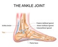 The ankle joint anatomy