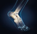 Ankle joint anatomy, medically 3D illustration