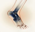 Ankle joint anatomy, x-ray, medically 3D illustration