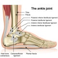 The ankle joint, tendons of the ankle joint foot anatomy vector illustration Royalty Free Stock Photo