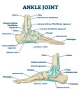 Ankle joint vector illustration. Labeled educational leg structure scheme. Royalty Free Stock Photo