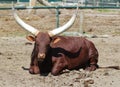 Ankola cow Royalty Free Stock Photo