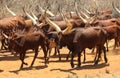 Ankole Cattle Livestock Herd Africa Royalty Free Stock Photo
