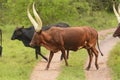 Ankole Cattle Crossing a Rural Road